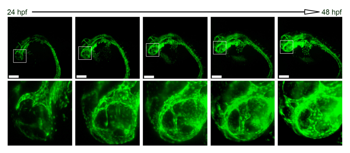 斑馬魚胚胎長(zhǎng)時(shí)間成像-2.png
