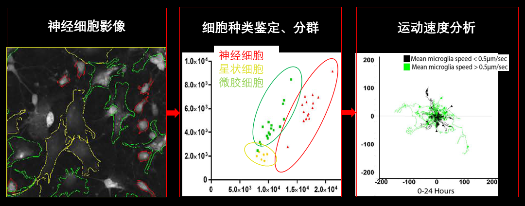 1、無標記神經細胞共培養(yǎng).png