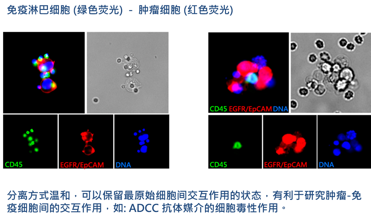 2、腫瘤-免疫細(xì)胞交互作用研究.png