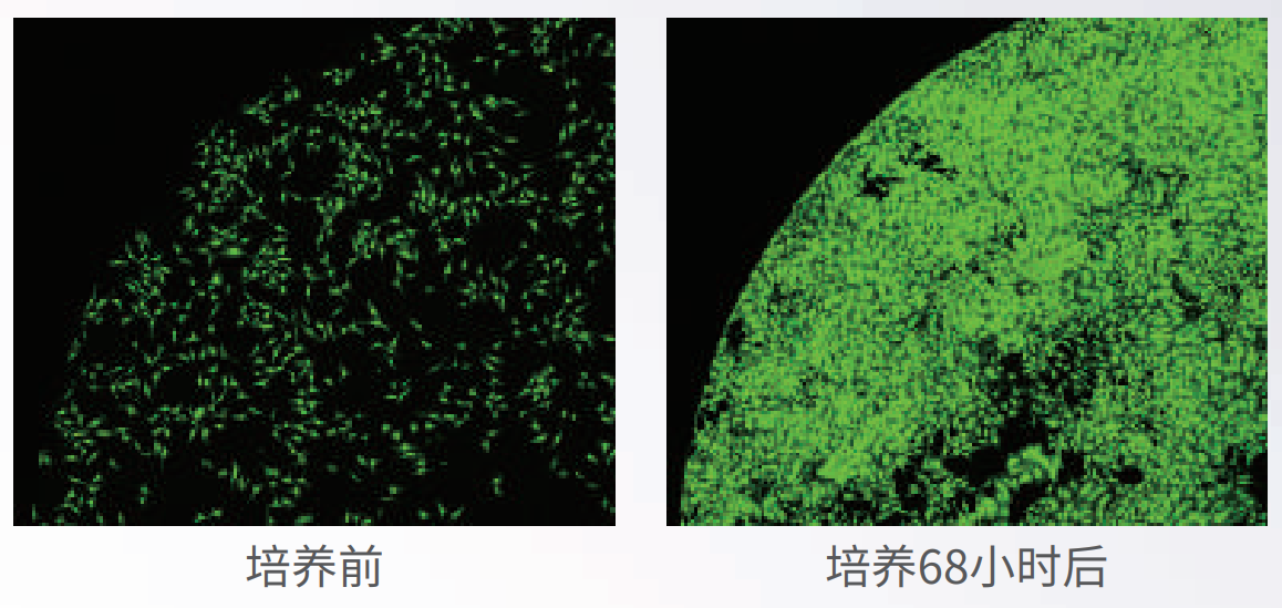 應(yīng)用1：長時間活細胞成像.png