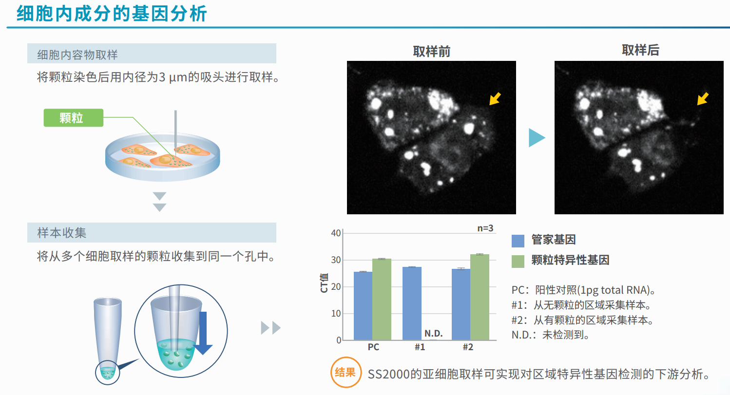 細胞內(nèi)成分的基因分析.png