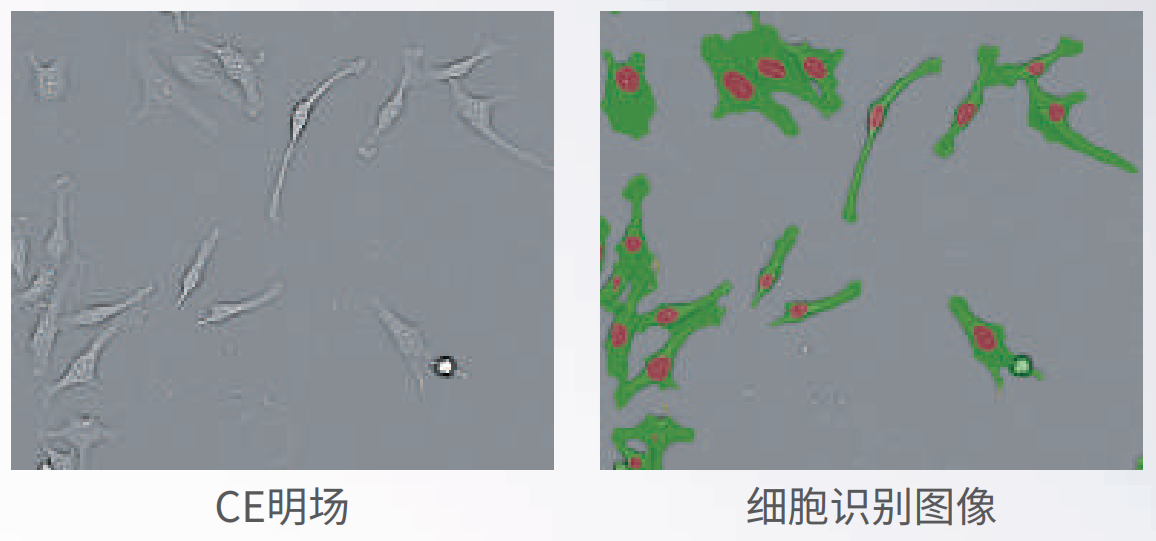 應(yīng)用4：無標記成像.png