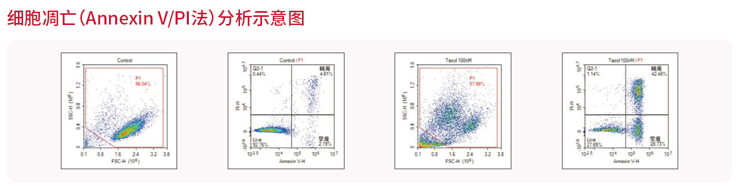 應用2-細胞凋亡.png